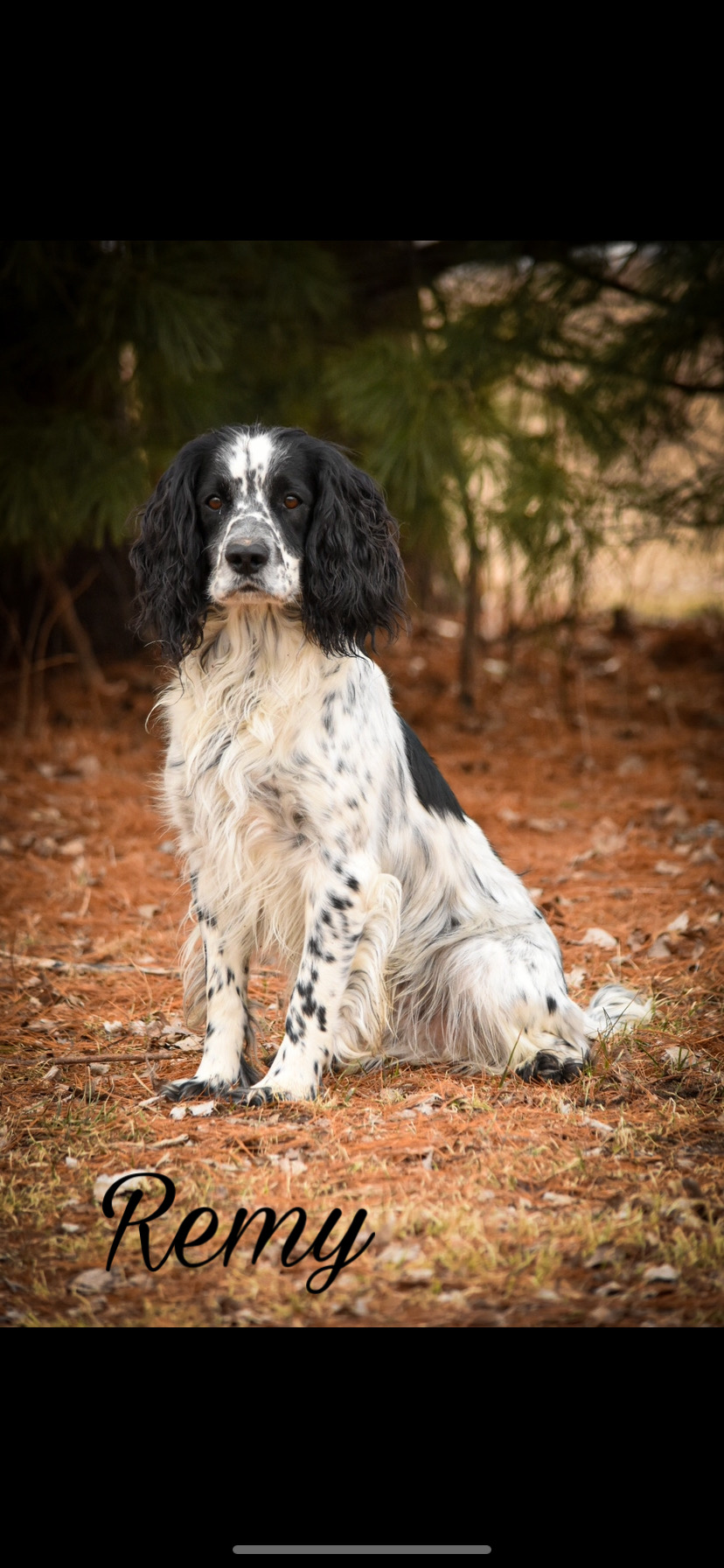 Do Springer Spaniels Have Rear Dew Claws